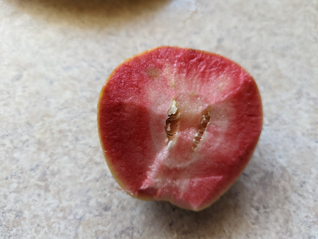 images/stories/virtuemart/product/Pink Pearl (Medium)